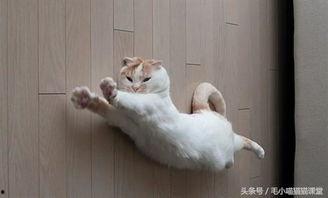 东北猫咪爆料事件视频,揭秘网络事件背后的真相 第1张 东北猫咪爆料事件视频,揭秘网络事件背后的真相 第1张